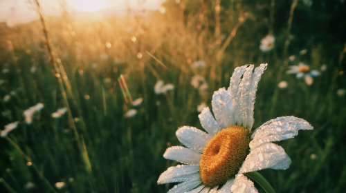 Per prima cosa, suscitate la bodhicitta e la natura della mente