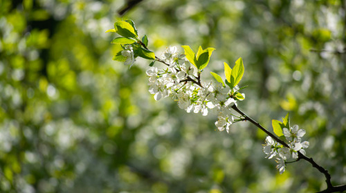 Enter undistracted into the clear awareness of the teaching