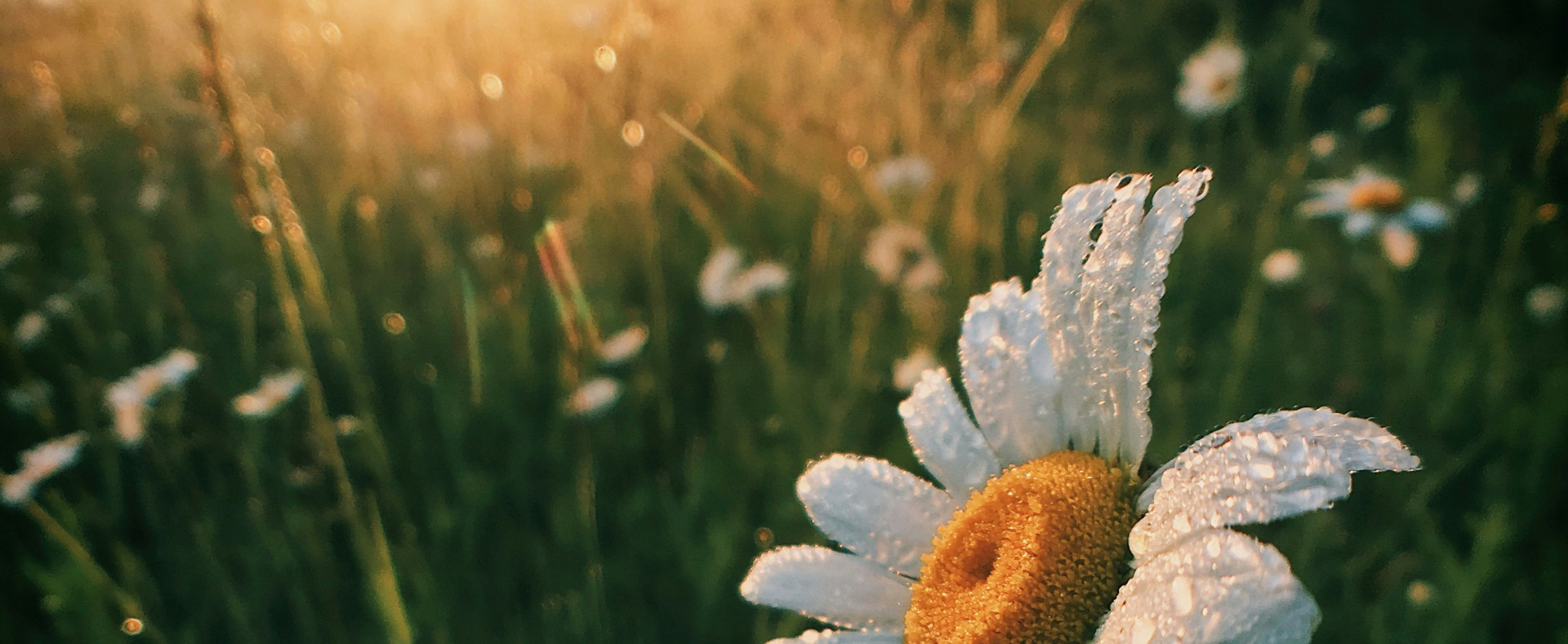 La compassione: il gioiello che esaudisce i desideri